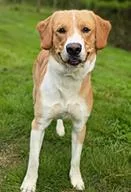 An adult medium-sized male Mixed Breed dog named Butternut for adoption in Cincinnati, OH