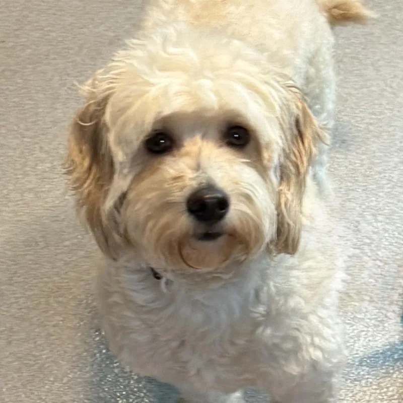 An adult medium-sized female Goldendoodle dog named Marley for adoption in Cumming, GA