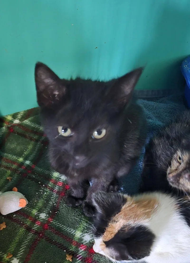 A baby small-sized male Domestic Medium Hair cat named Vesper for adoption in Lynchburg, TN