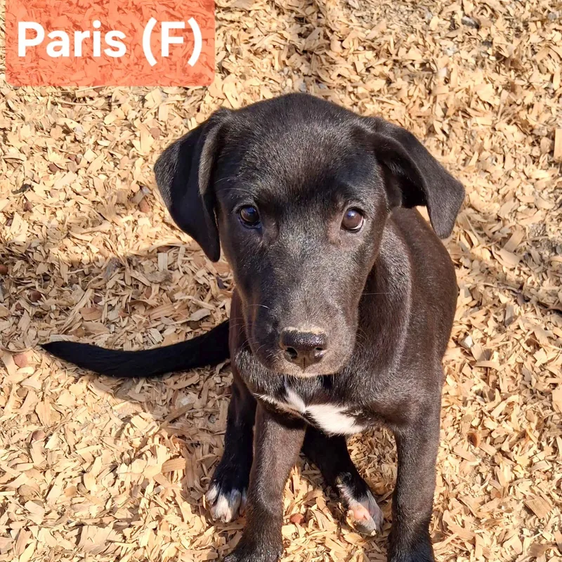 A baby medium-sized female Terrier dog named Paris for adoption in Albany, NY