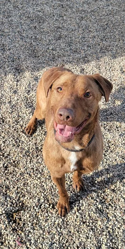 An adult medium-sized male Red / Chestnut / Orange Chesapeake Bay Retriever dog named Bear for adoption in Wahpeton, ND