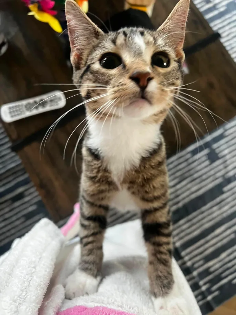 A baby medium-sized male White Domestic Short Hair cat named Cobbler for adoption in Sioux City, IA