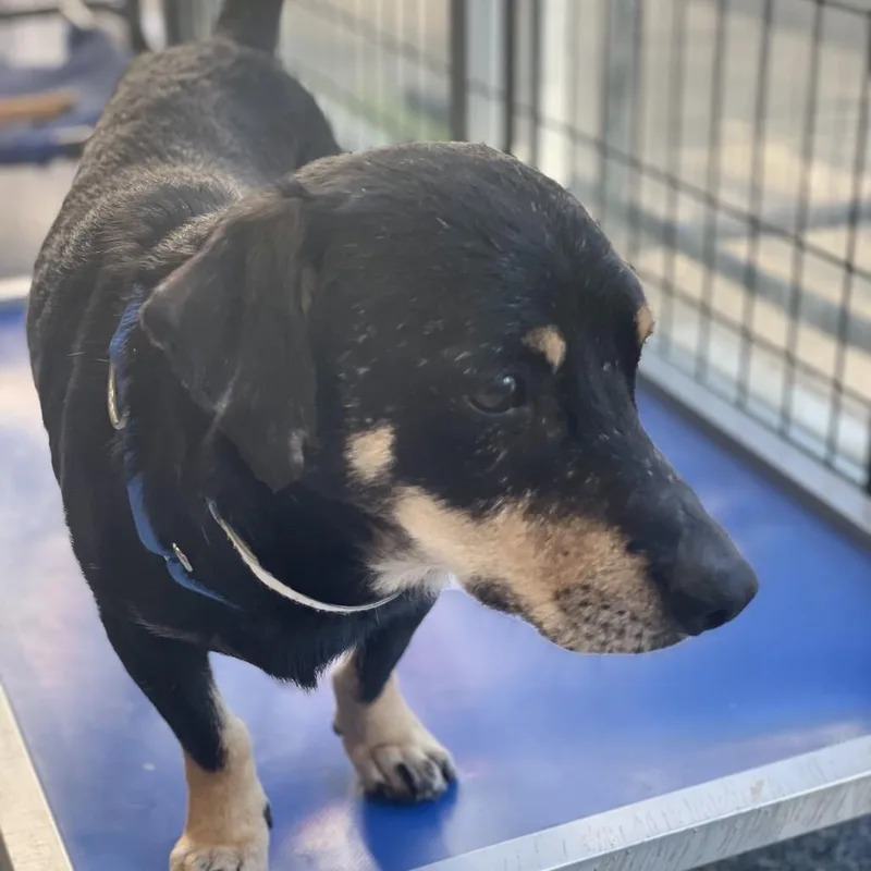 An adult small-sized male Black Mixed Breed dog named San Francisco for adoption in Fredericksburg, VA