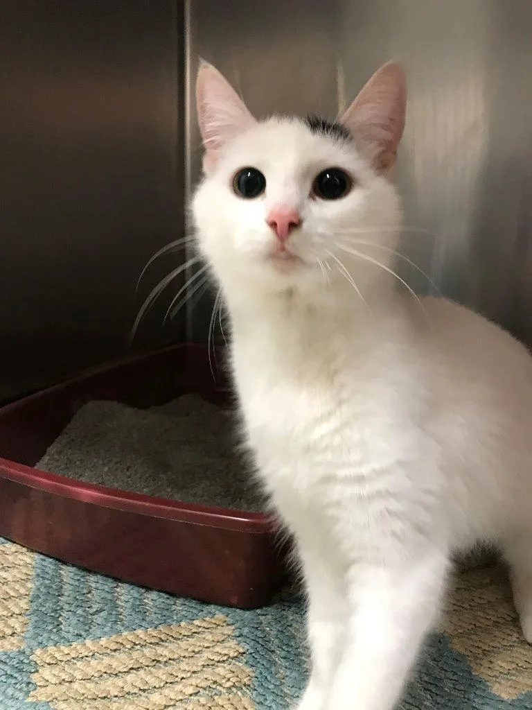 A senior small-sized female Domestic Short Hair cat named Maggie May Aka Nala for adoption in Saint Clairsville, OH