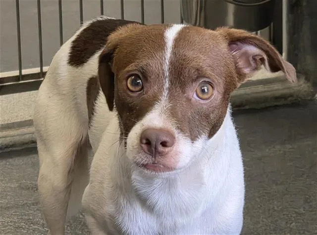 A young small-sized male Terrier dog named Tom for adoption in San Antonio, TX