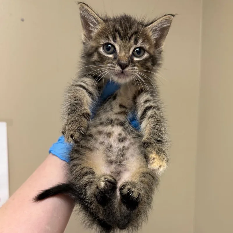 A baby small-sized female Torbie Domestic Short Hair cat named Aphrodite for adoption in Birmingham, AL