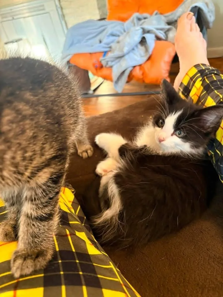 Ravioli thumbnail 2
