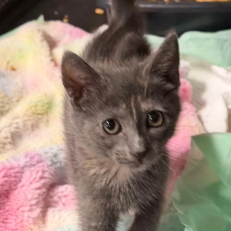 A baby small-sized female Gray / Blue / Silver Domestic Short Hair cat named Elle for adoption in HERNANDO, MS