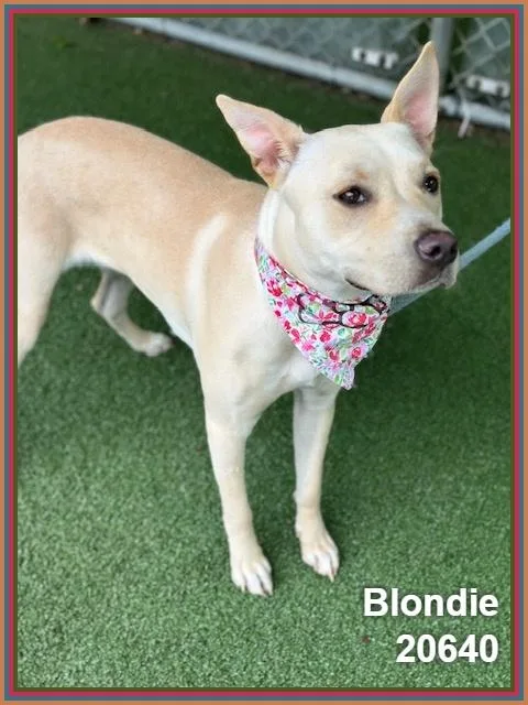 Blondie