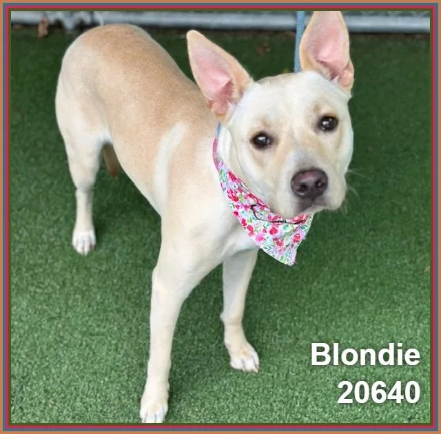 Blondie thumbnail 2