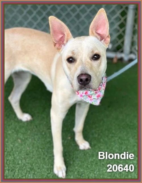 Blondie thumbnail 3