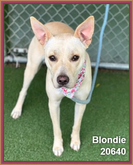 Blondie thumbnail 4