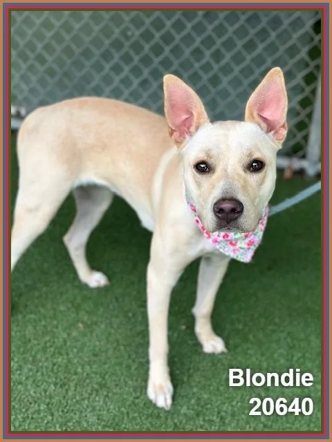 Blondie thumbnail 5
