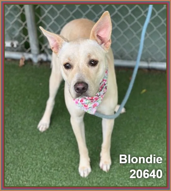 Blondie thumbnail 6