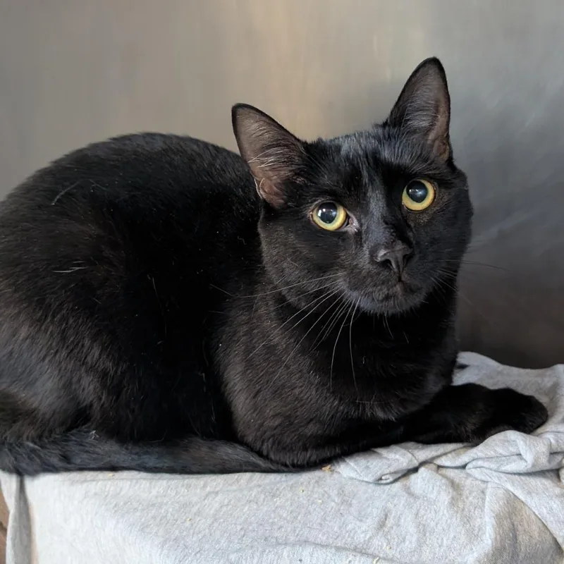 An adult large-sized male Black Domestic Short Hair cat named Phat Boy for adoption in Birdsboro, PA