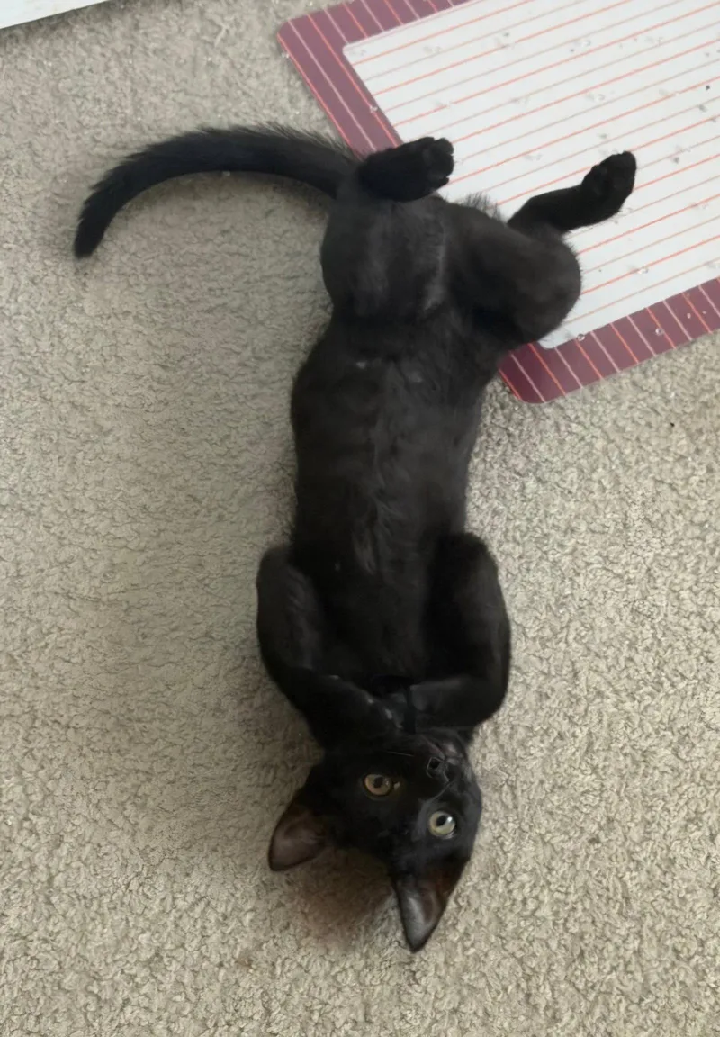 Lydia
