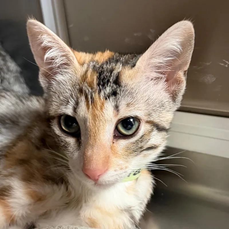 A baby small-sized female Domestic Short Hair cat named Draculara for adoption in Santa Barbara, CA