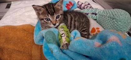 A baby small-sized unknown Domestic Short Hair cat named Tiny Tim for adoption in Atlanta, GA