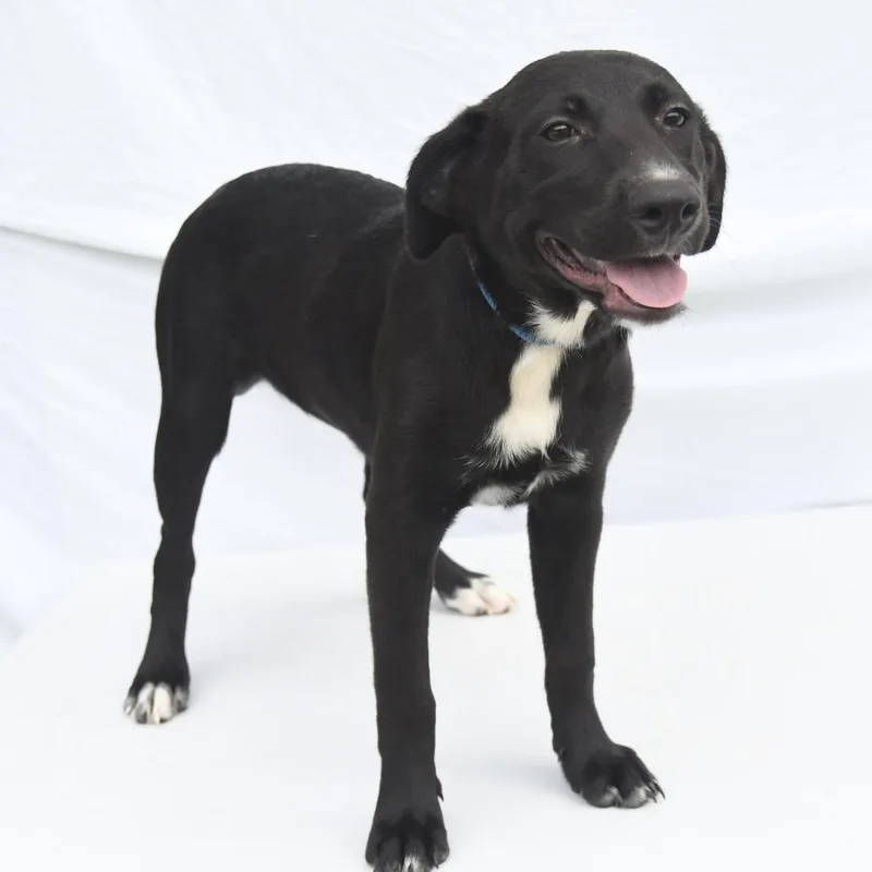 A baby medium-sized female Black Shepherd dog named Jasmine for adoption in South Elgin, IL