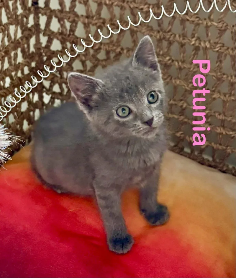 Petunia