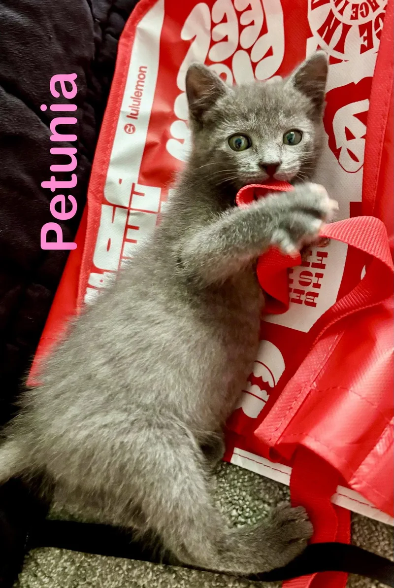 Petunia thumbnail 2