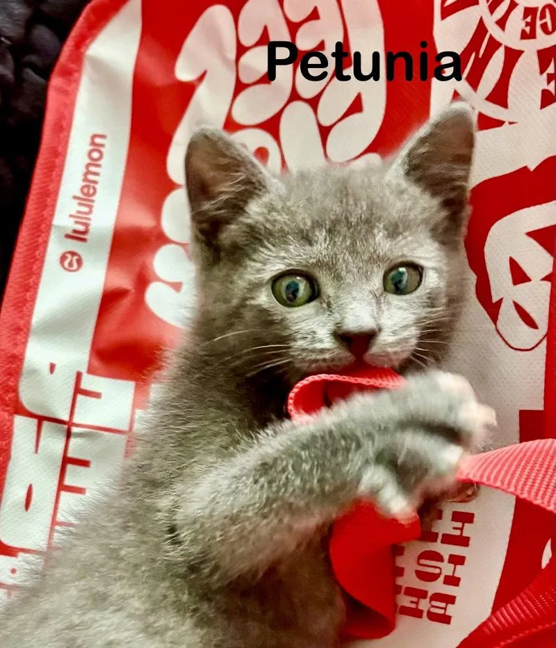 Petunia thumbnail 3