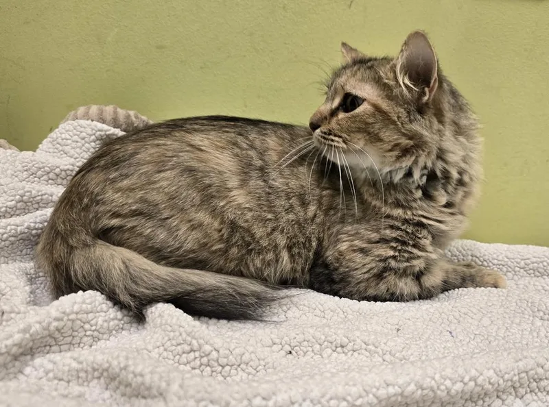 An adult medium-sized female Domestic Short Hair cat named Ally for adoption in Dickson, TN