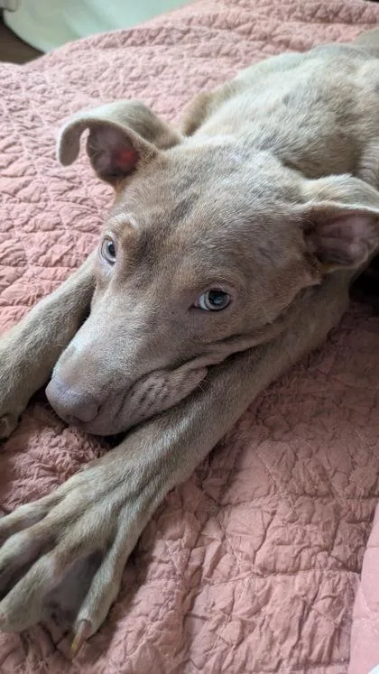 A young medium-sized male Mixed Breed dog named Elliot for adoption in Atlanta, GA