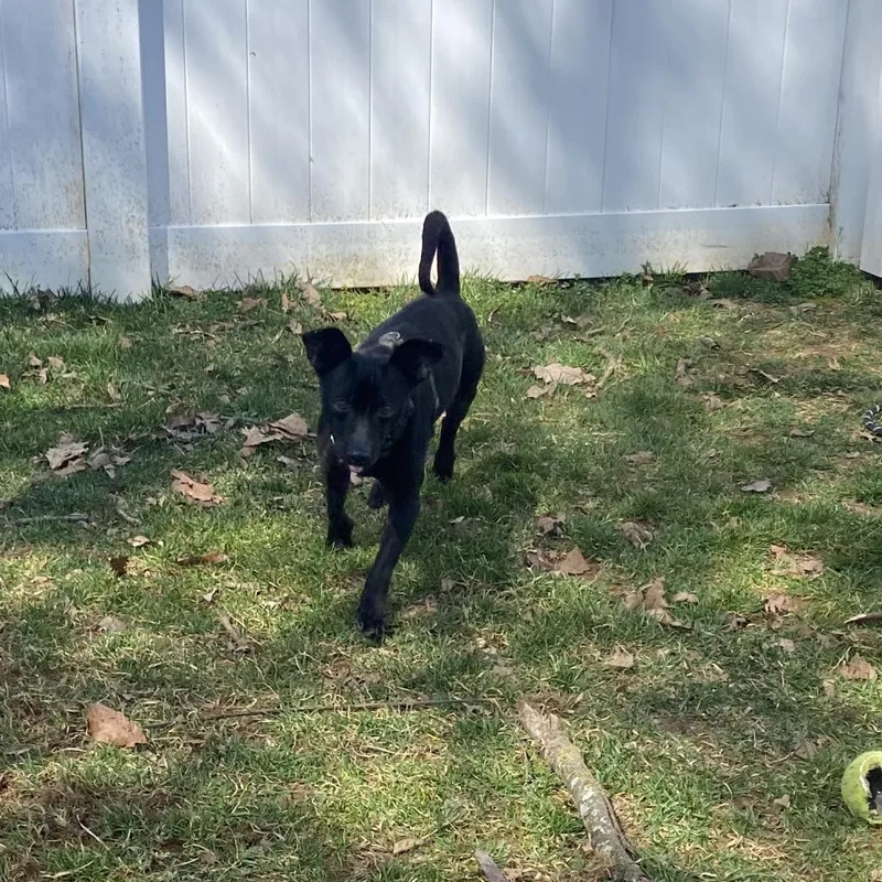An adult small-sized male Jack Russell Terrier dog named Sphinx for adoption in Harrisonburg, VA