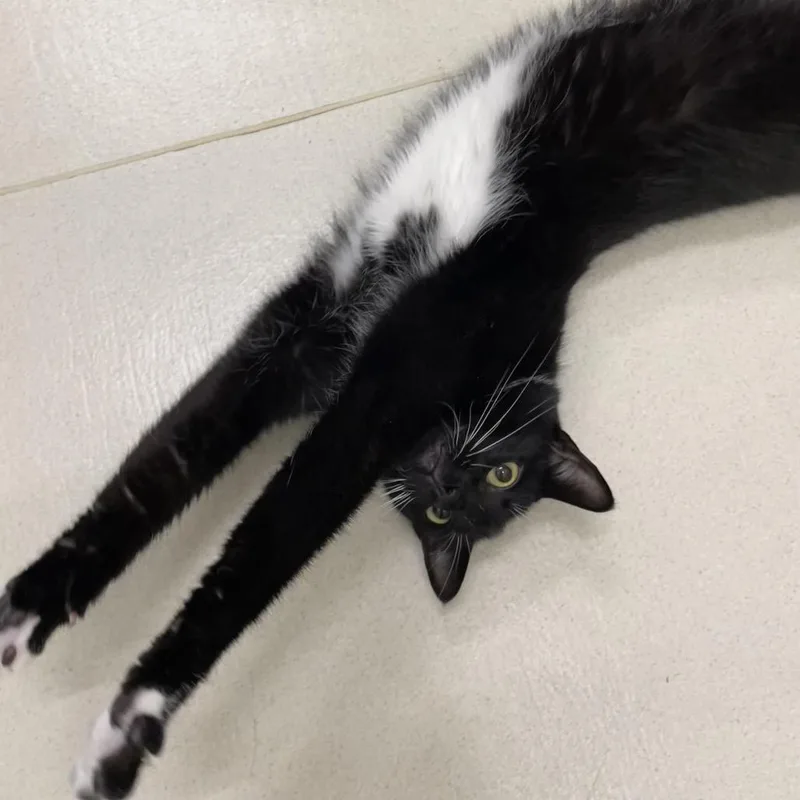 An adult small-sized male Black Domestic Short Hair cat named Judd for adoption in Warwick, RI