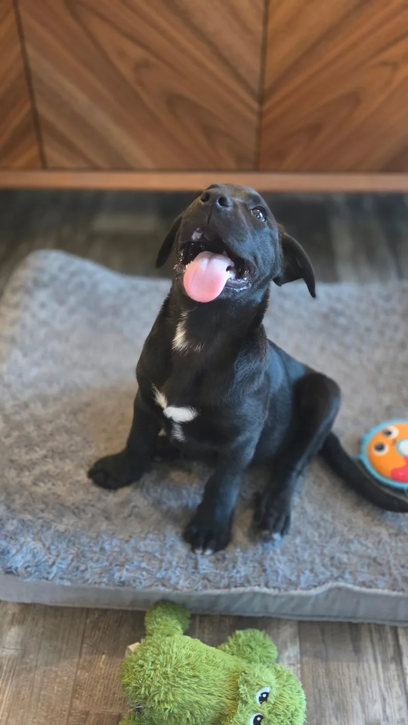 A young small-sized male Black Labrador Retriever dog named Gunner for adoption in Houston, TX