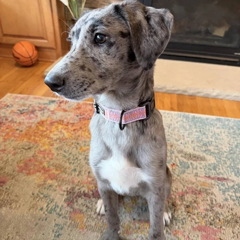 A young medium-sized female Gray / Blue / Silver Australian Cattle Dog / Blue Heeler dog named Dottie D for adoption in Princeton, MN