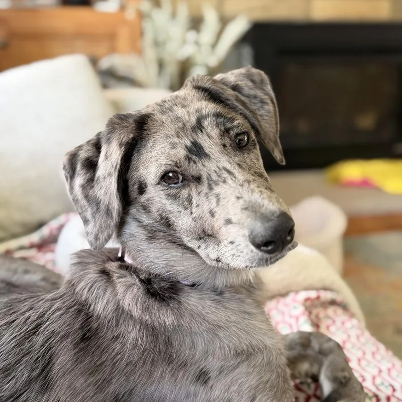 Dottie D thumbnail 2