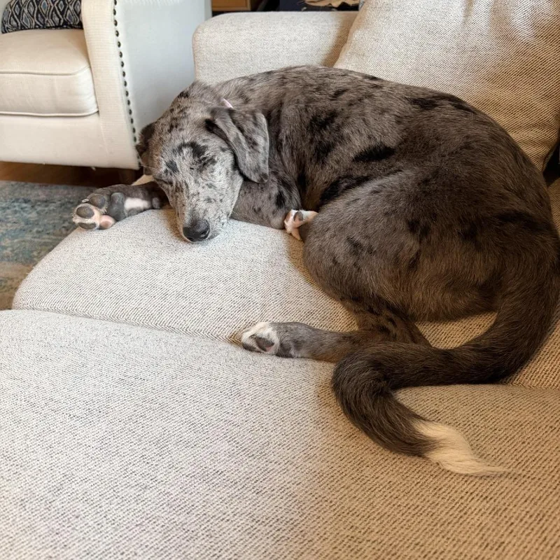 Dottie D thumbnail 3