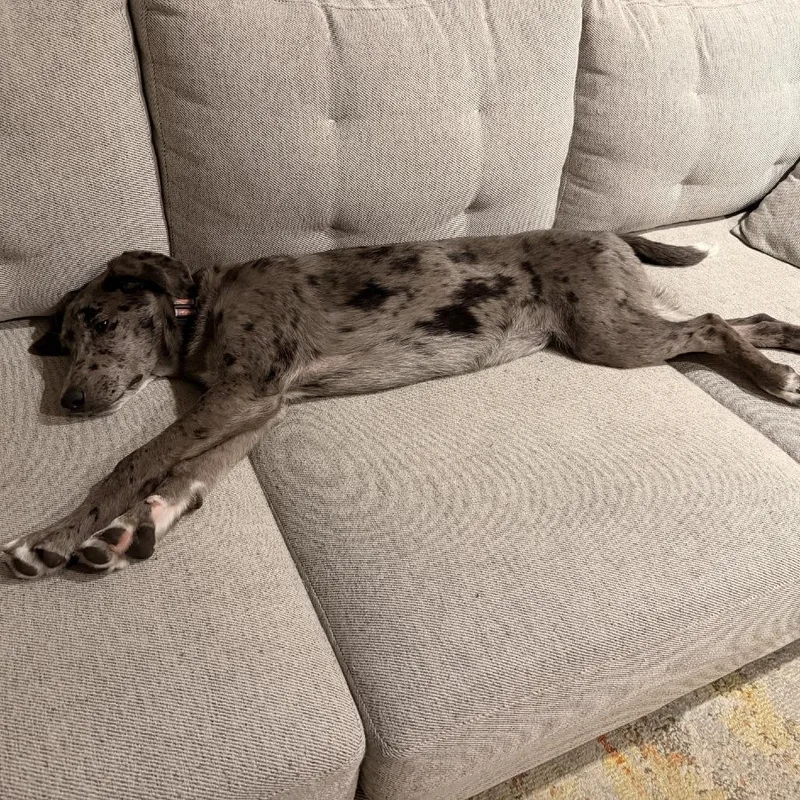 Dottie D thumbnail 5