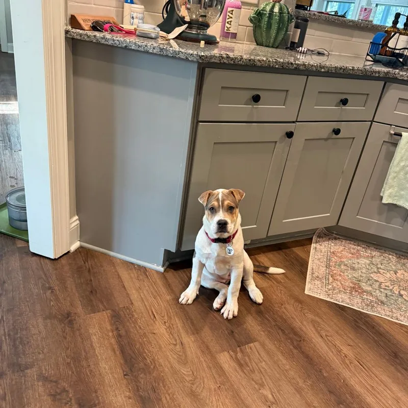 A baby large-sized female White / Cream Shar-Pei dog named Wrinkles for adoption in Raleigh, NC