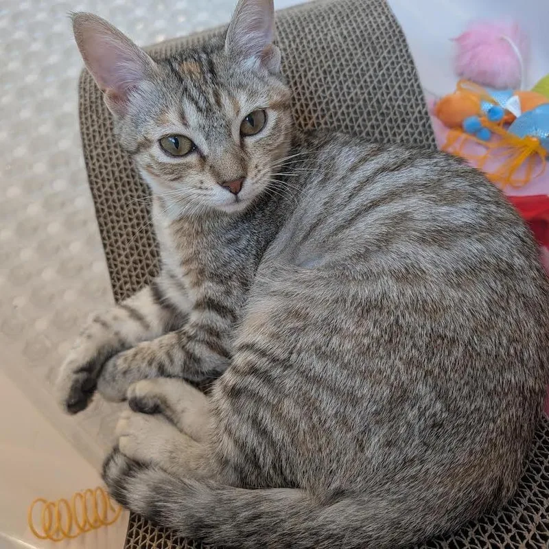 A baby small-sized female Gray / Blue / Silver Domestic Short Hair cat named Forklift for adoption in South Elgin, IL