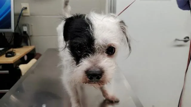 An adult small-sized male Norfolk Terrier dog named Pinot for adoption in Aurora, IL