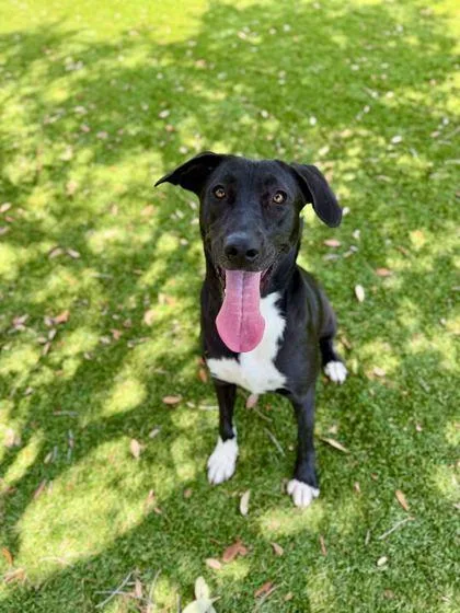 An adult large-sized female Labrador Retriever dog named Glitter for adoption in Daytona Beach, FL