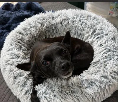 A young small-sized female Chihuahua dog named Izzy in TX for adoption in Cranston, RI