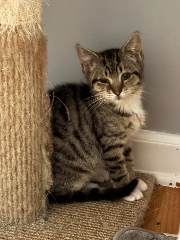 A baby medium-sized female Domestic Short Hair cat named K Jackie Hill for adoption in Windsor, CT