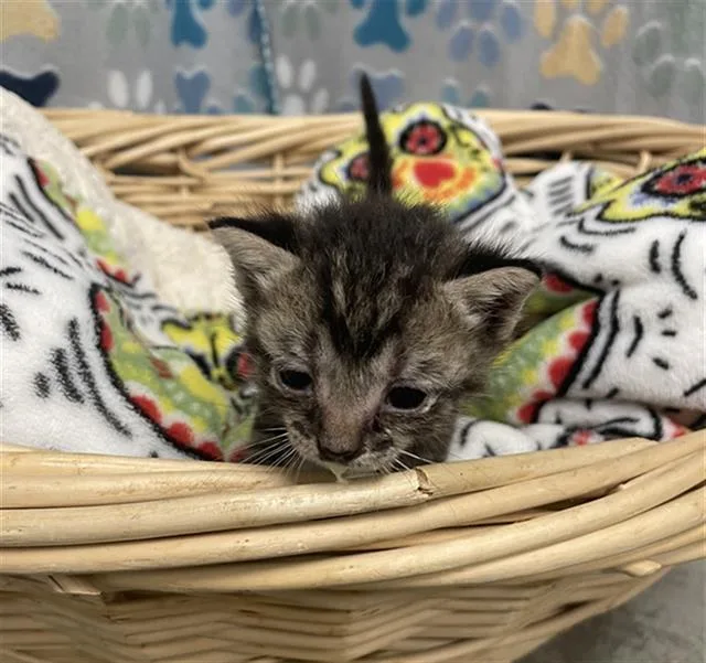 A baby small-sized male Domestic Short Hair cat named Pumpkin for adoption in Rosenberg, TX