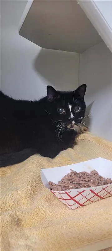 A senior large-sized male Domestic Short Hair cat named Polo for adoption in West Chester, PA