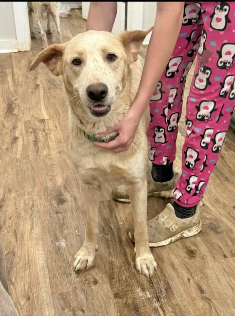 An adult large-sized female Labrador Retriever dog named Snowflake for adoption in Manchester, CT