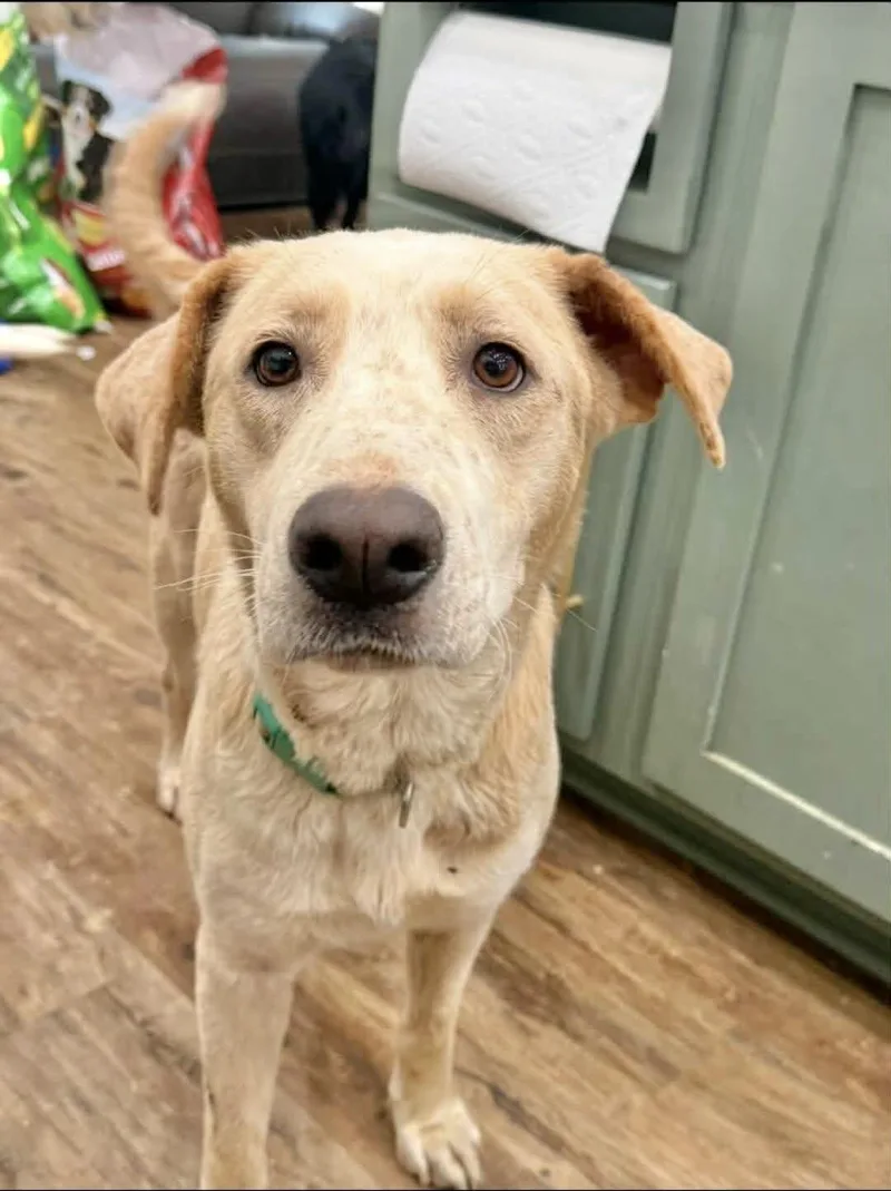 Snowflake thumbnail 2