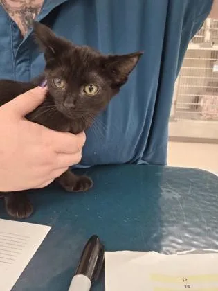 A baby small-sized female Domestic Short Hair cat named Moose Traxx for adoption in Westland, MI