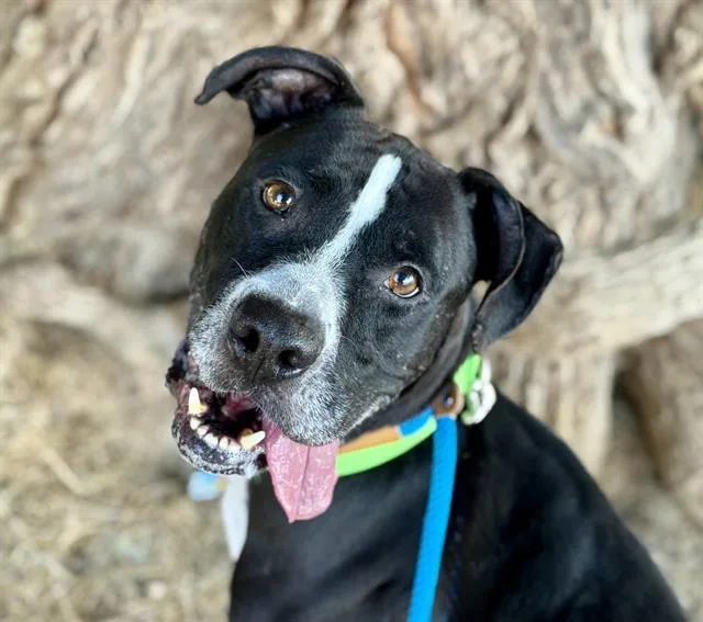 An adult large-sized male Pit Bull Terrier dog named Gatsby for adoption in Tucson, AZ