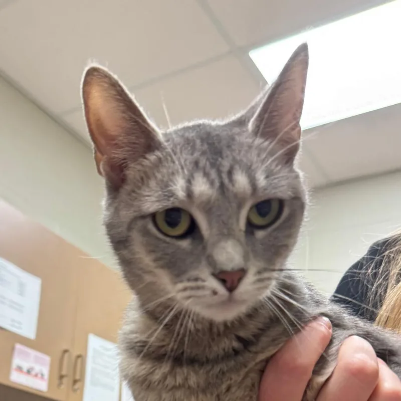 An adult medium-sized female Gray / Blue / Silver Domestic Short Hair cat named Prue for adoption in Bristol, IN