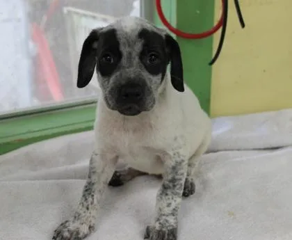 A baby medium-sized male Terrier dog named Visa for adoption in Picayune, MS