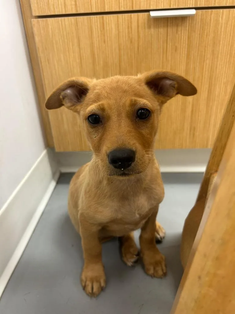 A baby medium-sized male Chihuahua dog named Eric for adoption in Hartsville, SC
